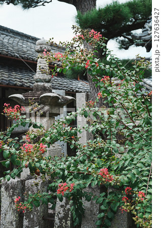 百日紅の花に覆われた真田庵 127636427