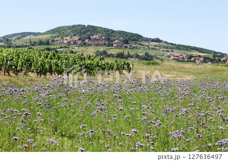 View of the village of Theize in Beaujolais, France View of the village of Theize in Beaujolais, France 127636497