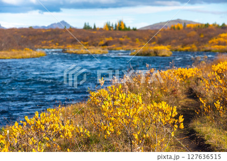 Autumn landscape features a river flowing through a forest filled with vibrant fall foliage in Iceland. The scene includes colorful trees, calm water, and distant mountains under a cloudy sky 127636515