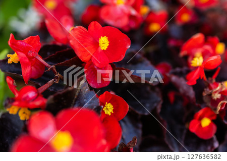 Close up of blooming begonia cucullata or wax begonia Close up of blooming begonia cucullata or wax begonia 127636582
