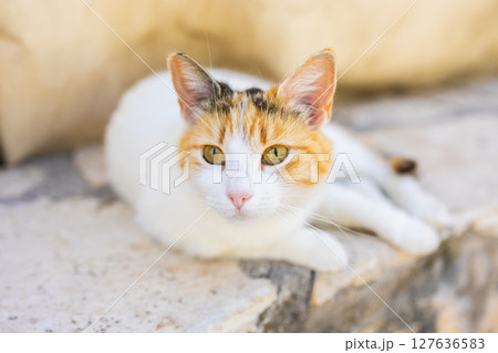 Close-up of calico cat resting on stone surface in soft natural light. Domestic pet, calm expression, and peaceful outdoor moment. Close-up of calico cat resting on stone surface in soft natural light. Domestic pet, calm expression, and peaceful outdoor moment. 127636583