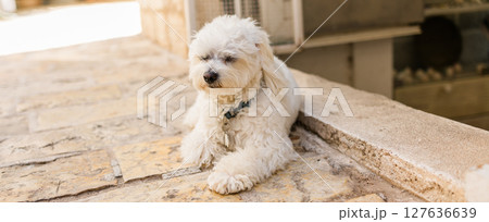 Relaxed dog sleeping, cute puppy dog face sleeping outdoor, tired or exhausted. Banner with copy space Relaxed dog sleeping, cute puppy dog face sleeping outdoor, tired or exhausted. Banner with copy space 127636639