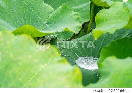 雨水 あめ湯 雨の日 127636644