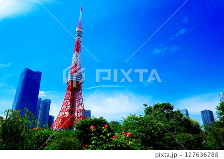 バラの花咲く公園と東京タワー バラの花咲く公園と東京タワー 127636788