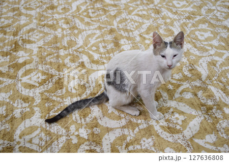 絨毯の上の猫 絨毯の上の猫 127636808