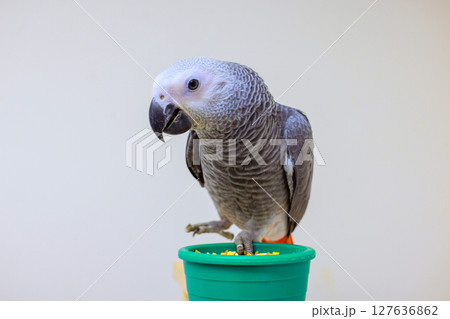 Psittacus Erithacus grey parrot stands on green pot filled with food, displaying curiosity in well lit indoor environment. Psittacus Erithacus grey parrot stands on green pot filled with food, displaying curiosity in well lit indoor environment. 127636862