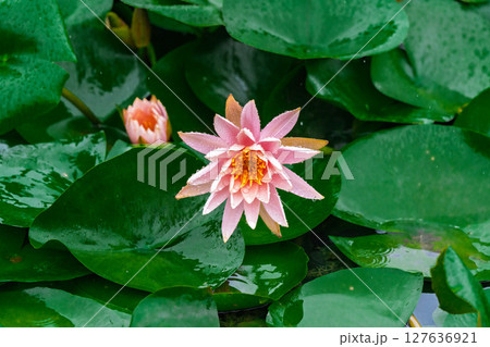 無人 温帯スイレン 睡蓮 127636921