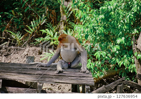 Proboscis Monkey in Borneo rainforest Sandakan Malaysia. Long-nosed monkey. It is endemic to Borneo. Proboscis Monkey in Borneo rainforest Sandakan Malaysia. Long-nosed monkey. It is endemic to Borneo. 127636954