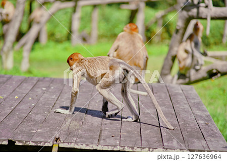 Proboscis Monkey in Borneo rainforest Sandakan Malaysia. Long-nosed monkey. It is endemic to Borneo. Proboscis Monkey in Borneo rainforest Sandakan Malaysia. Long-nosed monkey. It is endemic to Borneo. 127636964