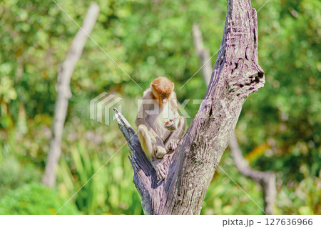 Proboscis Monkey in Borneo rainforest Sandakan Malaysia. Long-nosed monkey. It is endemic to Borneo. Proboscis Monkey in Borneo rainforest Sandakan Malaysia. Long-nosed monkey. It is endemic to Borneo. 127636966