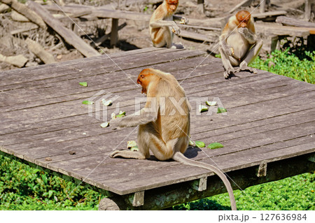 Proboscis Monkey in Borneo rainforest Sandakan Malaysia. Long-nosed monkey. It is endemic to Borneo. 127636984