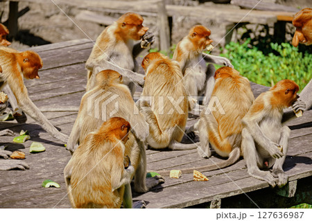Proboscis Monkey in Borneo rainforest Sandakan Malaysia. Long-nosed monkey. It is endemic to Borneo. 127636987