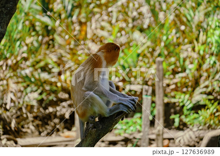 Proboscis Monkey in Borneo rainforest Sandakan Malaysia. Long-nosed monkey. It is endemic to Borneo. 127636989