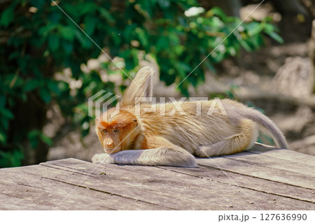 Proboscis Monkey in Borneo rainforest Sandakan Malaysia. Long-nosed monkey. It is endemic to Borneo. 127636990