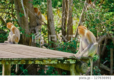 Proboscis Monkey in Borneo rainforest Sandakan Malaysia. Long-nosed monkey. It is endemic to Borneo. 127636991