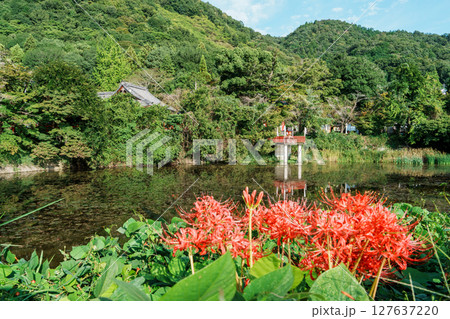 出雲大神宮 御影山の麓に咲く彼岸花 出雲大神宮 御影山の麓に咲く彼岸花 127637220