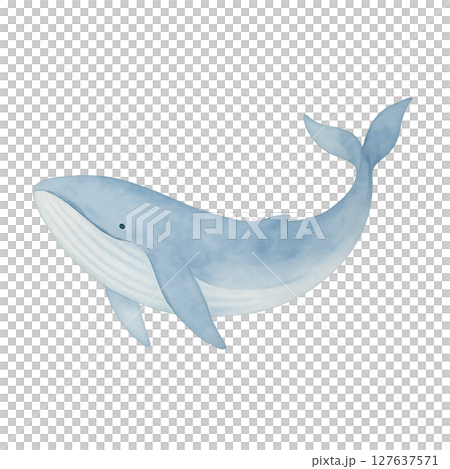Watercolor style whale illustration material (transparent PNG material) 127637571