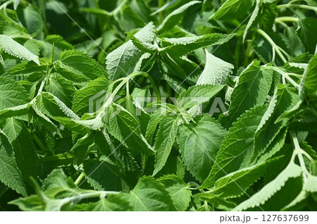 ヒキオコシ（シソ科）ヤマハッカ属の葉 127637699