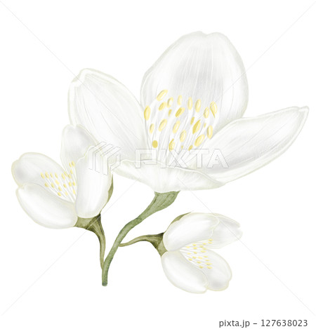 Jasmine white flower watercolor. Hand drawn bud delicate. Clip art botanical on white background. Ideal for logo of tea and aromatic products from jasmine 127638023
