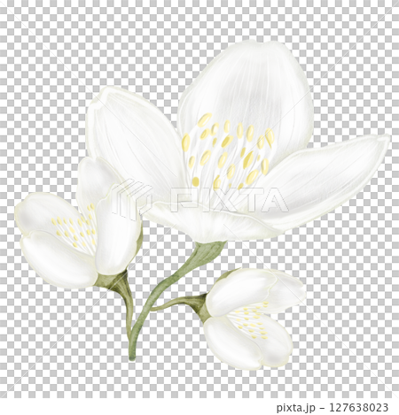 Jasmine white flower watercolor. Hand drawn bud delicate. Clip art botanical on white background. Ideal for logo of tea and aromatic products from jasmine 127638023