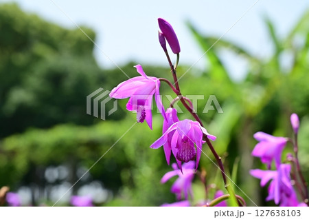 シラン(ラン科)宿根草 シラン(ラン科)宿根草 127638103