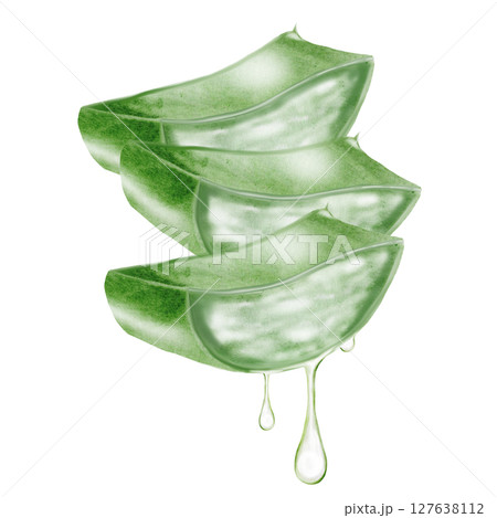 Aloe vera watercolor illustration. Green leaf of the plant on a white background. Clip art botanical. Ideal for packaging cosmetics, posters of cosmetic clinics. Botanical succulent aloe. 127638112