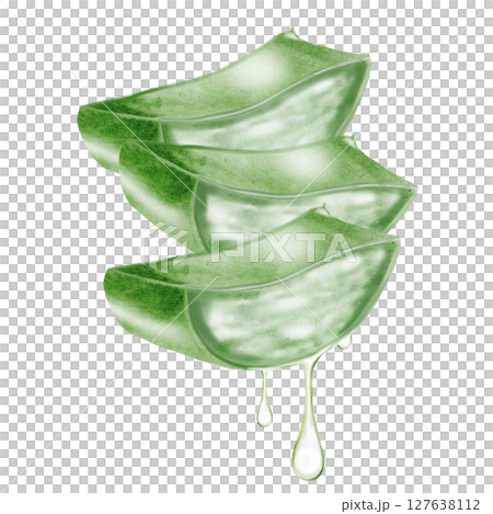 Aloe vera watercolor illustration. Green leaf of the plant on a white background. Clip art botanical. Ideal for packaging cosmetics, posters of cosmetic clinics. Botanical succulent aloe. 127638112
