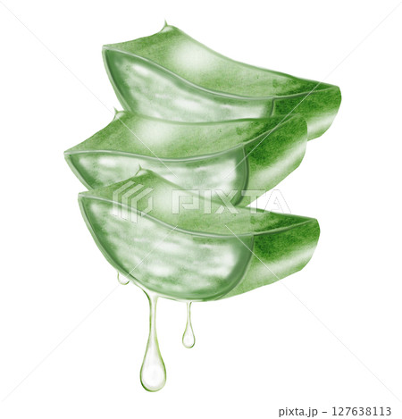 Aloe Vera with pulp, set of leaves on cut. Herbal medicine plants watercolor illustration on isolated white background. Clip art botany. Ideal for cosmetics packaging and beauty blogs design 127638113