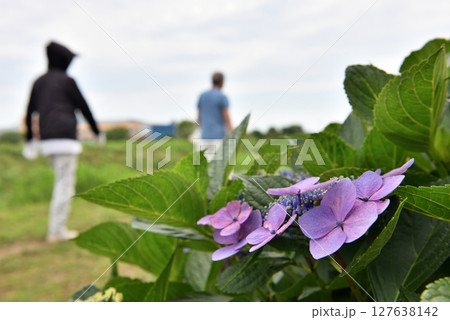 土手の遊歩道に咲くアジサイと散歩する人 127638142