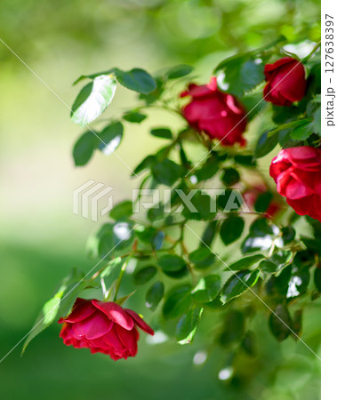 Close up of vibrant red roses in a a garden with a blurry green background 127638397