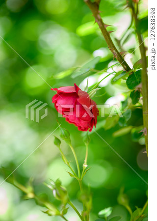 Close up of vibrant red roses in a a garden with a blurry green background 127638398