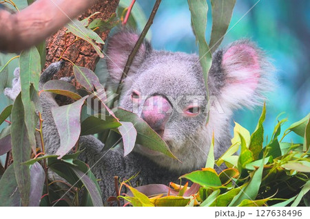 可愛らしいコアラ 127638496