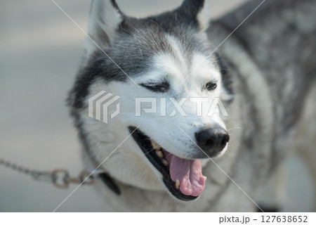 Panting Husky on Leash Outdoors Panting Husky on Leash Outdoors 127638652
