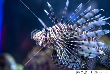 Venomous lionfish displaying vibrant striped pattern while swimming near coral reef formations. Tropical marine environment for nature publications. Exotic predatory lionfish. Marine conservation. 127638827