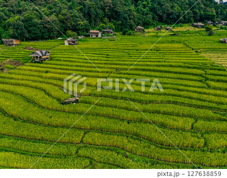Vibrant rural landscape of Thailand with traditional homes, winding footpaths, and green rice terraces under a soft sky, ideal for promoting homestays, eco living, and sustainable agriculture. Vibrant rural landscape of Thailand with traditional homes, winding footpaths, and green rice terraces under a soft sky, ideal for promoting homestays, eco living, and sustainable agriculture. 127638859