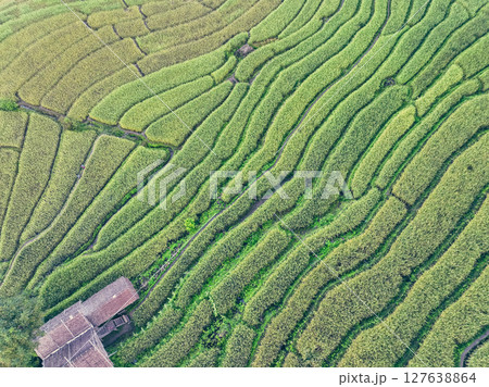 Lush agricultural terraces in northern Thailand hillsides surrounding small traditional village in Chiangmai region. Growing season. Sustainable farming techniques and authentic rural lifestyle. 127638864