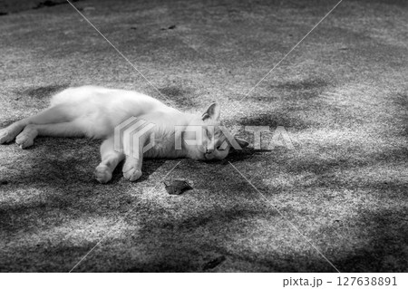 落ち葉と微睡む猫~秋の日差し~ 落ち葉と微睡む猫~秋の日差し~ 127638891