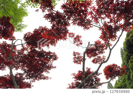 紅葉したモミジ　曇り空 127638980