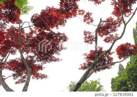 紅葉したモミジ　曇り空 127638981