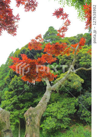 紅葉したモミジの木と新緑の木　曇り空 127638982