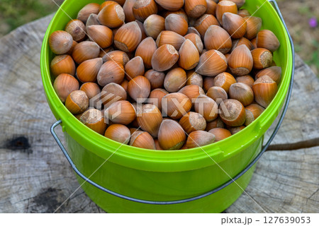 Macro closeup view of pile of raw shelled Hazelnuts in a bucket, healthy food 127639053