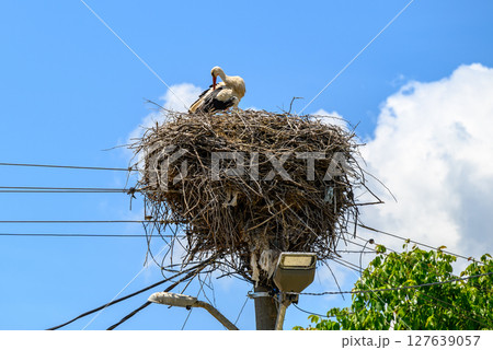Large White stork (Ciconia ciconia) nesting with stork chicks on top of the electric pole 127639057