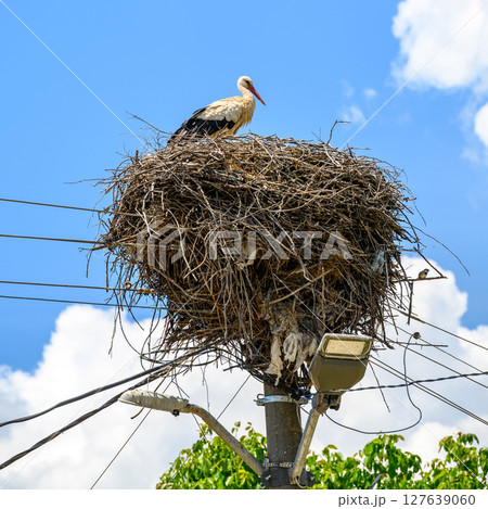 Large White stork (Ciconia ciconia) nesting with stork chicks on top of the electric pole 127639060