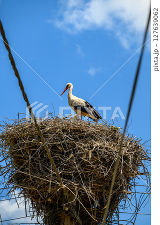 Large White stork (Ciconia ciconia) nesting with stork chicks on top of the electric pole 127639062