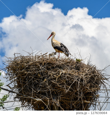 Large White stork (Ciconia ciconia) nesting with stork chicks on top of the electric pole 127639064