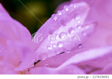 Close up of pink chrysanthemum showing soft petal textures Close up of pink chrysanthemum showing soft petal textures 127639091