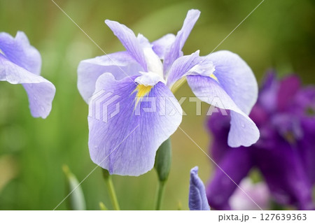 雨上がり 水滴が付いた美しい薄紫色の花菖蒲 ふんわり背景 雨上がり 水滴が付いた美しい薄紫色の花菖蒲 ふんわり背景 127639363