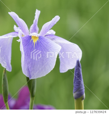 雨の滴が付いた美しい薄紫色の花菖蒲 ふんわり背景 雨の滴が付いた美しい薄紫色の花菖蒲 ふんわり背景 127639424