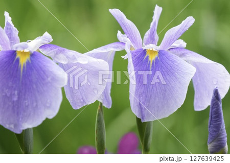 雨の滴が付いた美しい薄紫色の花菖蒲 ふんわり背景 雨の滴が付いた美しい薄紫色の花菖蒲 ふんわり背景 127639425