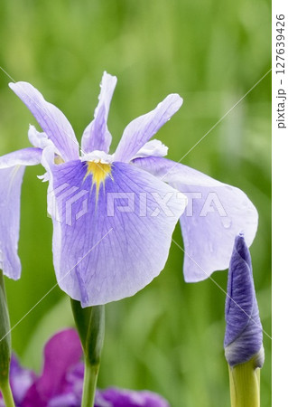 雨の滴が付いた美しい薄紫色の花菖蒲 ふんわり背景 雨の滴が付いた美しい薄紫色の花菖蒲 ふんわり背景 127639426
